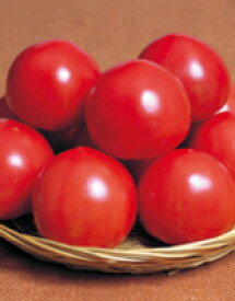 トマト種子 　サカタのタネ 　パルト　1000粒（プライマックス種子）
