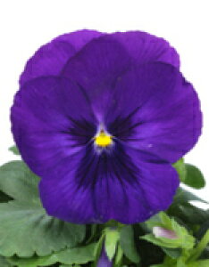 pW[q TJ^̃^l pVI u[ub` 1000ivC}bNXqj