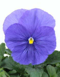 pW[q TJ^̃^l pVI NAu[ 1000ivC}bNXqj