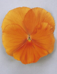 pW[q TJ^̃^l pVI NAIWver.2@1000ivC}bNXqj