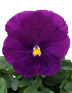 pW[q TJ^̃^l pVI NAp[v 1000ivC}bNXqj