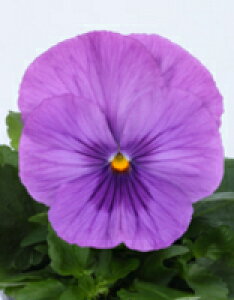 pW[q TJ^̃^l pVI NAx_[ 1000ivC}bNXqj