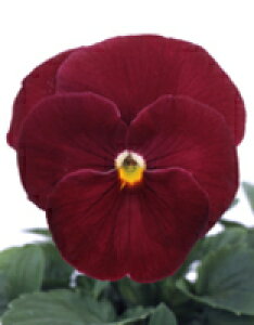 pW[q TJ^̃^l pVI NA[Y 1000ivC}bNXqj