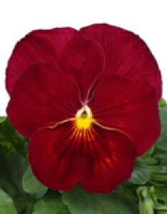 pW[q TJ^̃^l pVI NAXJ[bg 1000ivC}bNXqj