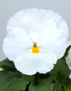 pW[q TJ^̃^l pVI NAzCg 1000ivC}bNXqj