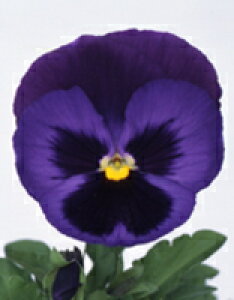 pW[q TJ^̃^l pVI fj 1000ivC}bNXqj