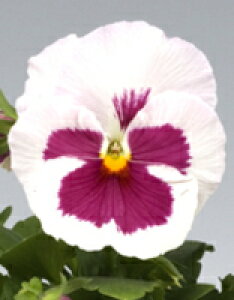 pW[q TJ^̃^l pVI ݂邭 1000ivC}bNXqj