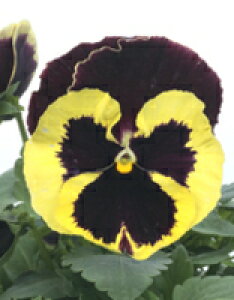 pW[q TJ^̃^l pVI pgVA 1000ivC}bNXqj