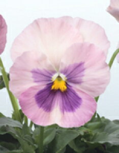 pW[q TJ^̃^l pVI s[` 1000ivC}bNXqj