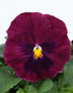 pW[q TJ^̃^l pVI [Yub` 1000ivC}bNXqj