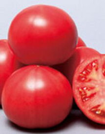 トマト種子　サカタのタネ　麗紀（れいき）　1000粒