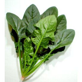 ほうれん草種子　渡辺農事　サムライ　1L