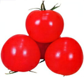 トマト種子　カネコ種苗　至福　小袋