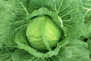 Lxcq@JlRc@V΁@ybg5000