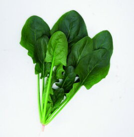 ほうれん草種子　カネコ種苗　シンバ　M3万粒