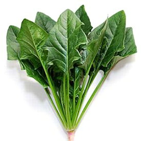 ほうれん草種子　渡辺農事　ステーシー　1L