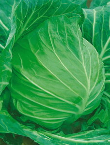 Lxcq@{_юЁ@gK{EV@100