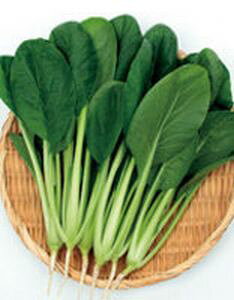 ؎q@TJ^̃^l@Ȃ܁@20ml