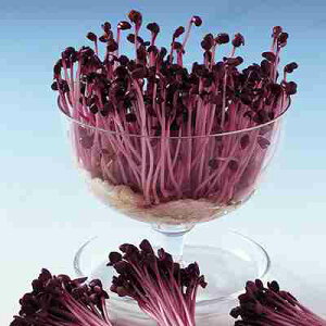 XvEgq@ ̎@ 񂲂@  iTS卪j