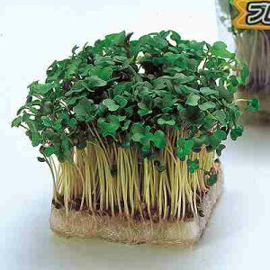 �X�v���E�g��q�@ �����̎��@ �������u���b�R���[�@ 1L