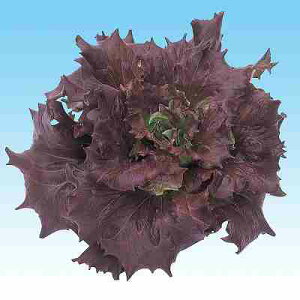 ^Xq@ ̎@ bho^rA^X@L|115@ LR[g5痱