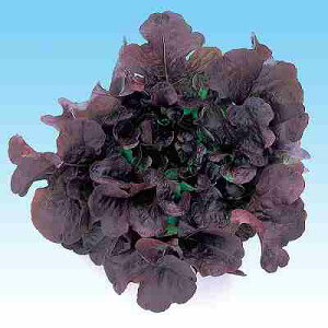 ^Xq@ ̎@ bhI[N^X@L|117@ LR[g5痱