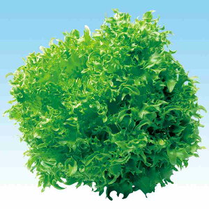 ^Xq@ ̎@ RX^X@L|125@ LR[g痱 iɑnj