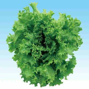 ^Xq@ ̎@ RX^X@L|111@ LR[g痱 iӒnj