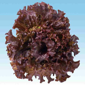 ^Xq@ ̎@ bho^rA^X@L|139@ LR[g5痱 iӒnj