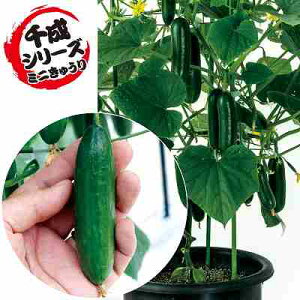 ӉZq@ ̎@ ~j~j琬@ ܁i8j