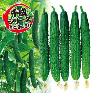 ӉZq@ ̎@ Jbglt@ ܁i8j