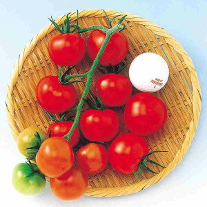 g}gq@ ̎@ X[p[~fB@ 1000