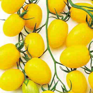 g}gq@ ̎@ TYWG@CG[@ 100