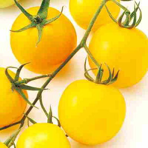 g}gq@ ̎@ TY~fB@CG[@ 100