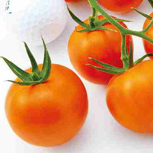 g}gq@ ̎@ TY~fB@IW@ 1000