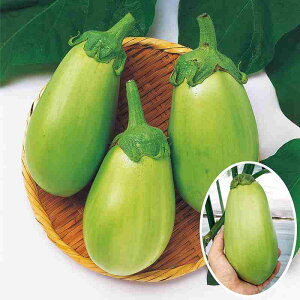 ֎qq@ ̎@ ۉ֎q@ ܁i60j