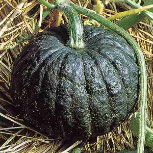 Zq@ ̎@ Vy@ 2dli350j