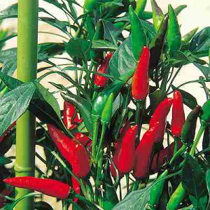 s[}EVVgEEg[KVq@ ̎@ h[@ 1000