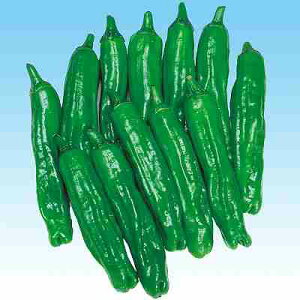 s[}EVVgEEg[KVq@ ̎@ LYƂ@ ܁i50j