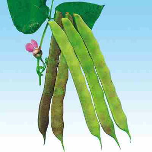 CQ ގq@ ̎@ ނ炳@ ܁i35mlj i炸j