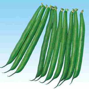 CQ ގq@ ̎@ h[o[@ 1dl