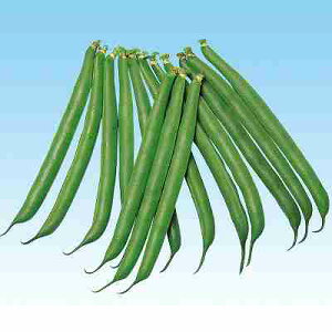 CQ ގq@ ̎@ n[xXg@ 1L