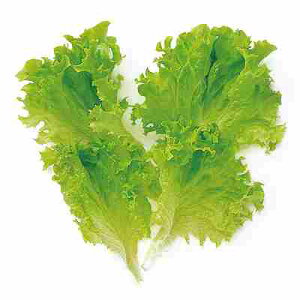 xr[[t ^Xq@ ̎@ O[@ 1L