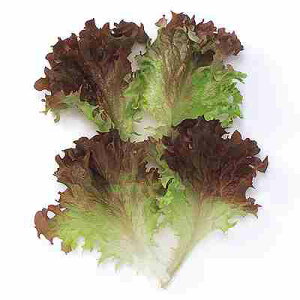 xr[[t ^Xq@ ̎@ bT@ 1L