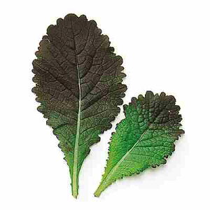 xr[[t tq@ ̎@ bh}X^[h@ 1dl iԑtj