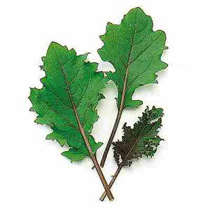 xr[[t tq@ ̎@ bhP[@ 1L