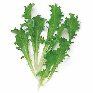 xr[[t `R[G_Cuq@ ̎@ G_Cu@ 1dl iɂj