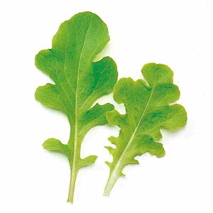 xr[[t ^Xq@ ̎@ O[I[N@ 1L