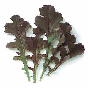 xr[[t ^Xq@ ̎@ bhI[N@ 1L