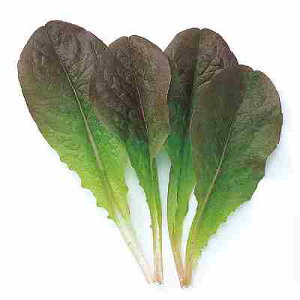 xr[[t ^Xq@ ̎@ bhC@ 1L